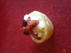 Mini-Potato Bites