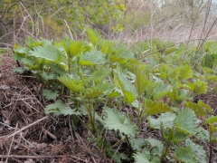 Stinging Nettles Soup